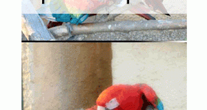 فلتر ppsoftfocus