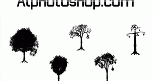 اشكال اشجار